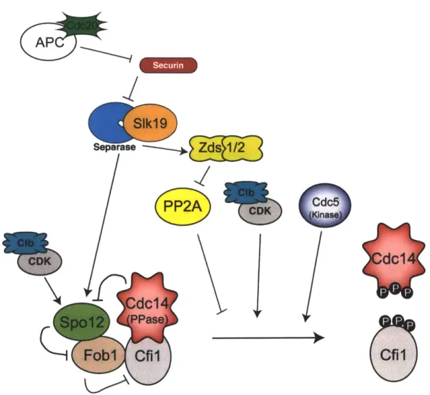 Figure  4. Schematic of the  FEAR  network