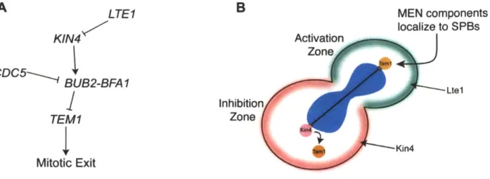 Figure 6.  Control  of MEN  activation by  spindle position