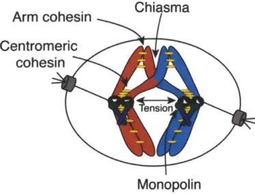Figure  8.  Meiosis  I Specializations