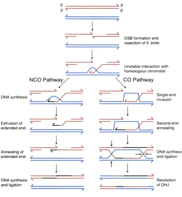 Figure  9. Schematic  of homologous  recombination.