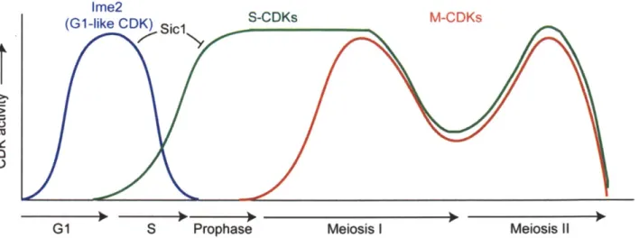 Figure  10.  CDK  activity in budding yeast  meiosis