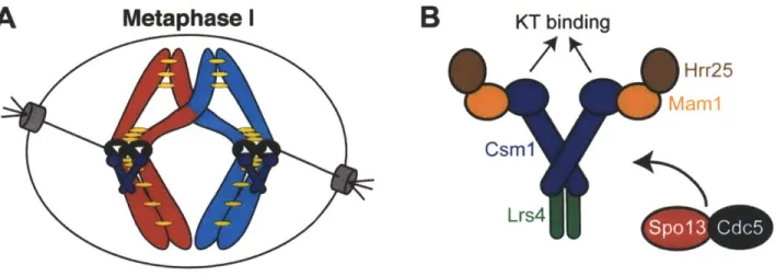 Figure  11.  Schematic of monopolin  complex