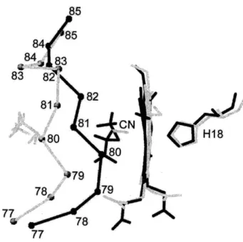 Fig. 1 The secondary structure (NMR) of the CN − adduct of horse heart ferri cyt. c, the rearrangement of backbone residues 77–85