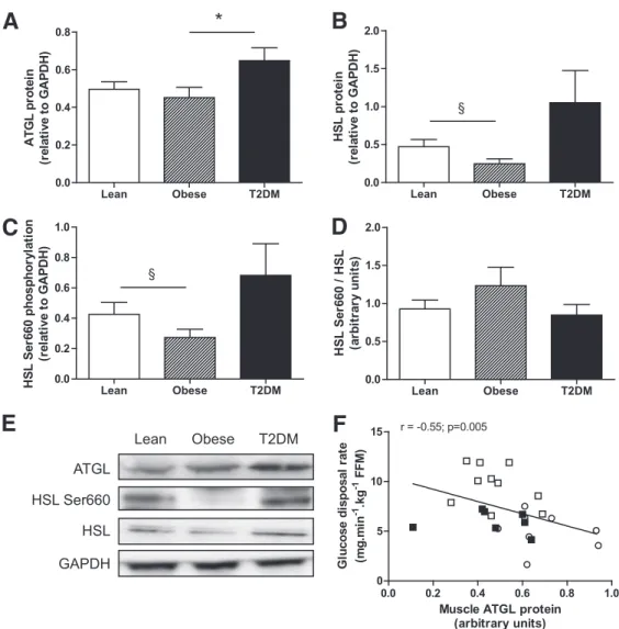 FIG. 1. Skeletal muscle lipase protein expression in lean, obese, and type 2 diabetic subjects