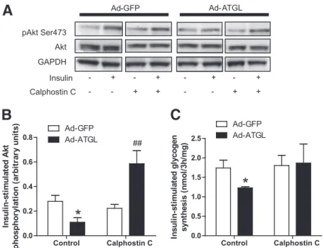 FIG. 5. ATGL-mediated insulin resistance involves PKC activation. A : Representative blots of Ser473 pAkt, total Akt, and GAPDH in the presence (+) or absence ( 2 ) of insulin and the nonselective PKC inhibitor calphostin C (1 m mol/L) in control myotubes 