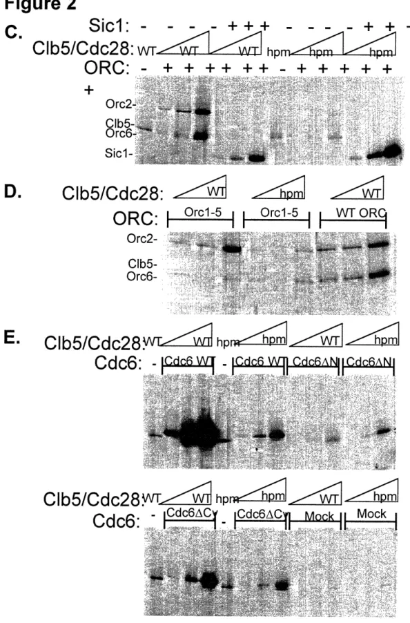 Figure  2 Sic1:   -Clb5/Cdc28:  -: +  hp++.. +I +