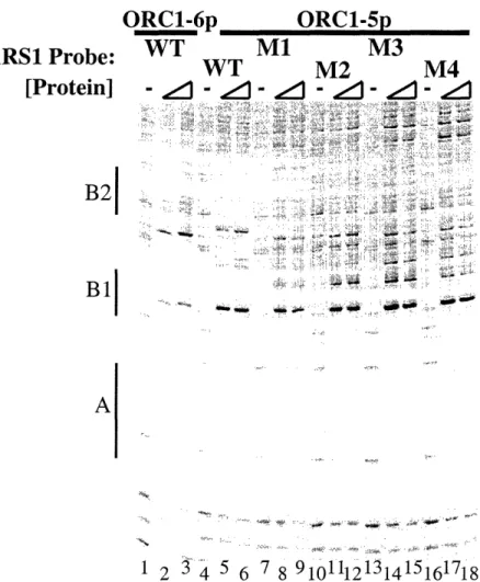 Figure 3 ARS1  Pro [Prot( ORC1-6pWT M1 ORC1-5p M3rU~· VWT M2  M4Ain] -1-z--  -,  - z  l-  4 |  - 