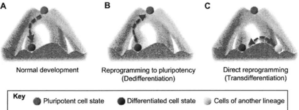 Figure  3-1:  Waddington's  view  of  cell  differentiation  [46].  A:  Normal  development consists  of a  pluripotent  or  multipotent  progenitor  cell  differentiating  to  a   differenti-ated  cell  state  naturally