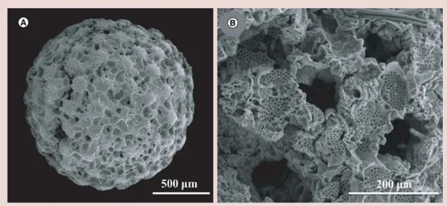 Figure  2. (A) Foraminifera  hydroxyapatite microsphere. (B) Enlarged degraded surface of  Foraminifera  hydroxyapatite structure within simulated physiological environment