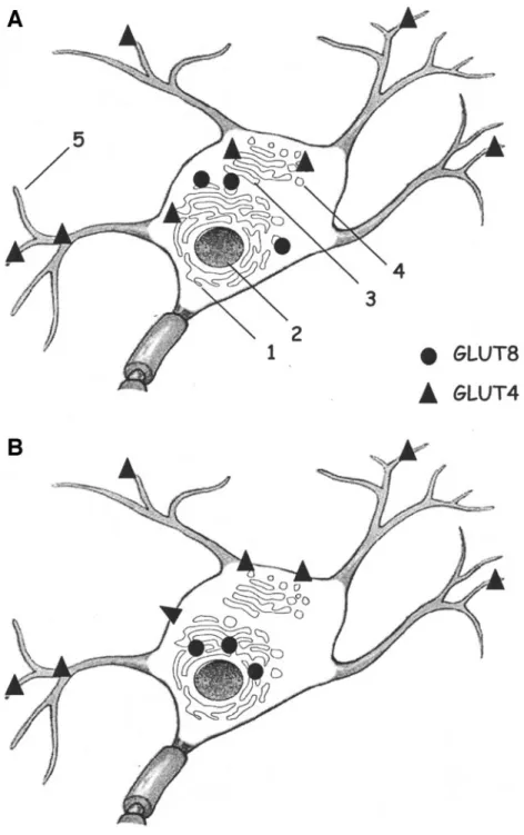 FIG. 1. Basal and stimulated subcellular localizations of GLUT4 and GLUT8 in neurons. Although GLUT4 and GLUT8 are present in similar brain areas, no colocalization of the transporters in the same neuron has been reported yet