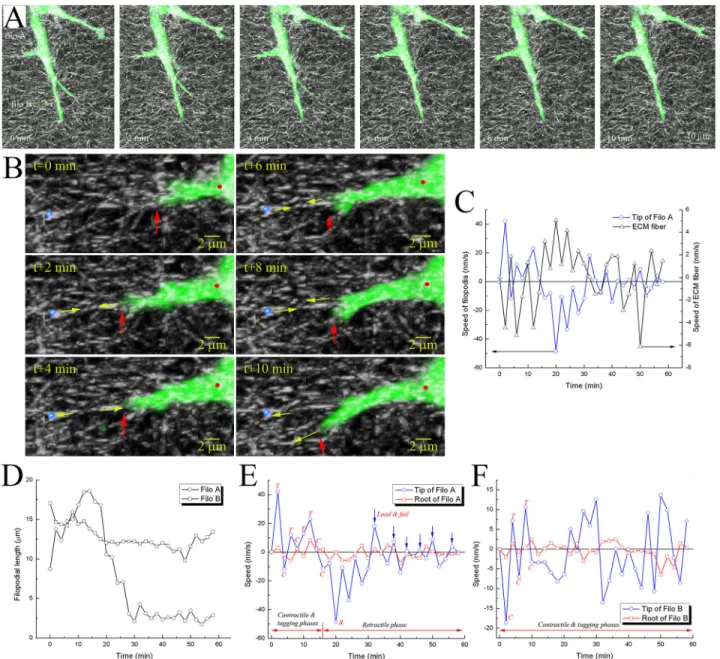 Fig 5. Experimental observations of filopodia state changes during penetration. A) 3-D confocal images showing filopodia protrusive, tugging, and contractile motions in GFP-transfected HUVECs, and remodeling of collagen fiber network at time points of 0, 2