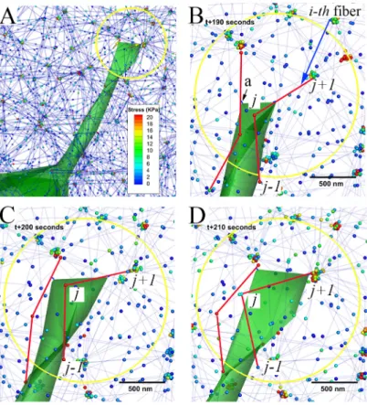 Fig 7. Filopodial tugging phase during the simulation. A) One instant during the simulation of a filopodium interacting with an ECM fiber network model; blue dotted lines represent fibers and spheres represents two kinds of ECM nodes (fiber node and crossl