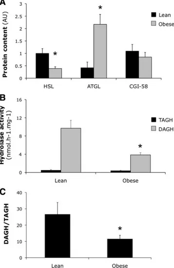 FIG. 1. Skeletal muscle lipase protein content and activity in lean vs.