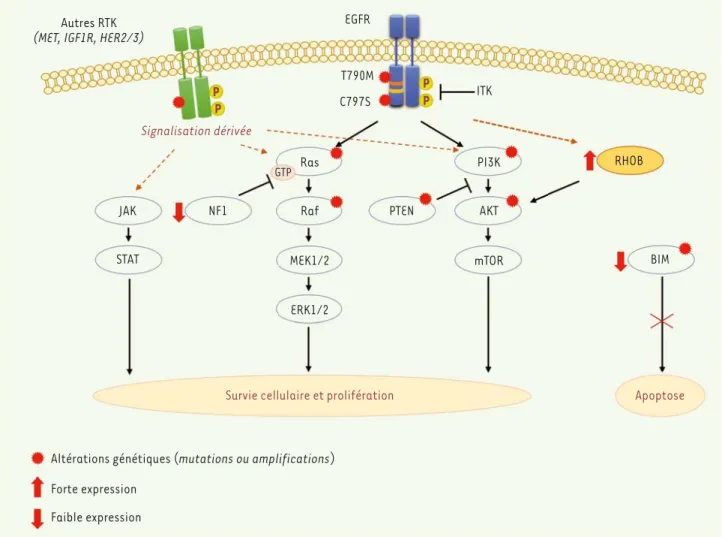 Figure 1. Mécanismes de résistance aux EGFR-TKI dans des cellules bronchiques possédant une mutation sensibilisatrice de l’EGFR
