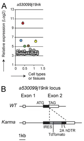 Figure 1.  Expression analysis of the a530099j19rik gene and gen- gen-eration of Karma mice