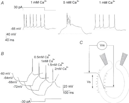 Figure 1. Single spikes and burst mode discharge in isolated thalamic neurons  in vitro as a function of [Ca 2+ ] o