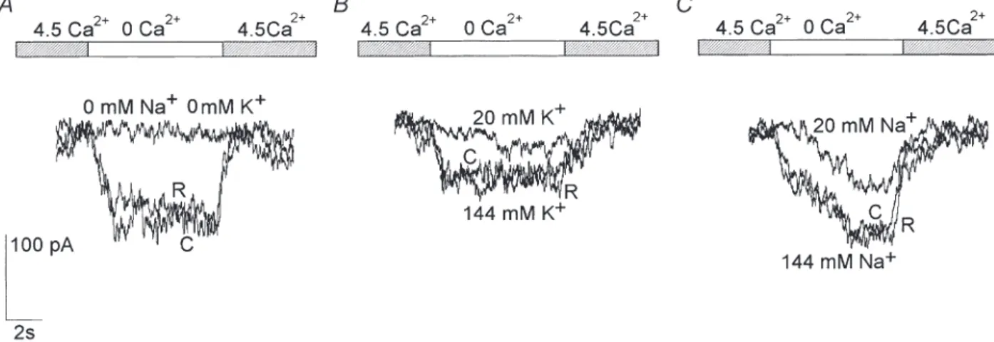 Fig. 6B). Similarly, the amplitude of the currents in the presence  of  144  and  20 m M [Na + ] o as  a  charge  carrier, using K + -free solutions, was 114.1 ± 9.2 and 35.6 ± 7 pA (n = 7),  respectively  (solutions  Ext  9/10  and  Int  3;