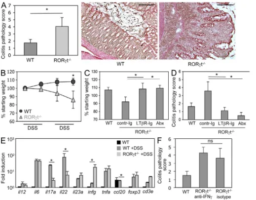 Figure 5.  tLTs aggravate DSS-mediated  colitis. (A) Histological disease score in  RORt /  and wild-type control mice exposed  to two cycles of DSS