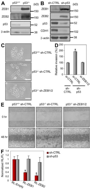 Figure 2.  p53 inhibits EMT through ZEB1 and ZEB2 repression in  a 3UTR-dependent manner