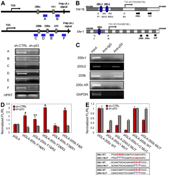 Figure 4.  miR-200 family members are directly regulated by p53 at the transcriptional level