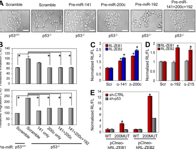 Figure 5.  miR-200 and miR-192 family members regulate p53-mediated EMT by targeting ZEB1 and ZEB2