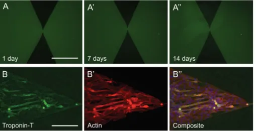 Figure 3. Mucin coatings and their cytophobic effect are robust