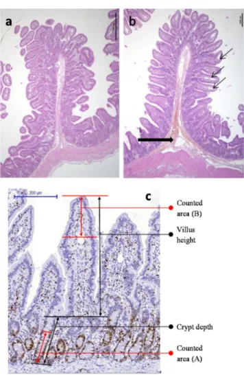 Figure 2. Jejunum morphology in a non-loop segment (a) and in a control loop (b) showing  vascular changes in the submucosa (large arrow) and edema of the villi central lymphatic  vessels (thin arrows); (c) Ki-67 immunostaining in a control loop, showing t