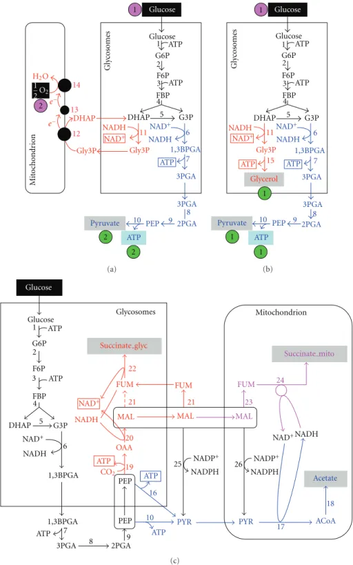 Figure 1: Metabolic network of glucose degradation for the bloodstream and procyclic forms of T