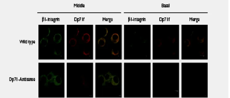 Fig. 3. Confocal laser scanning images showing localization of b1-integrin and Dp71 in  wild-type and antisense-Dp71 cells