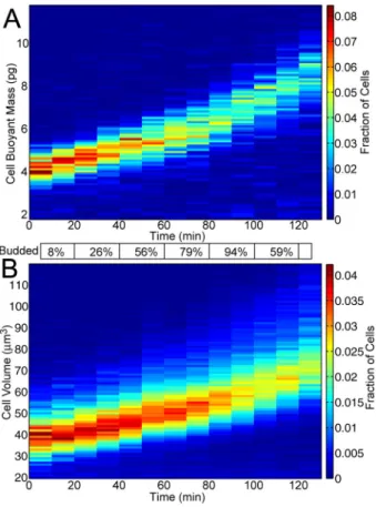 Figure 2-4: Buoyant mass and volume growth rates are cell cycle-dependent.