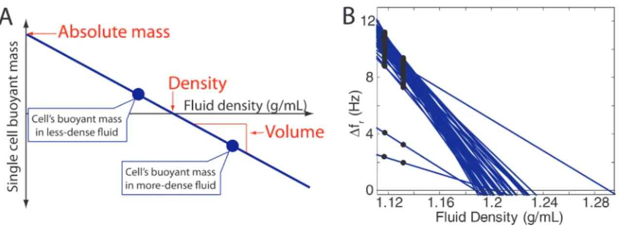 Figure 3-1: (A) Principle to measure single cell mass, volume, and density. By weighing a cell in two fluids of different density and plotting the linear relationship between buoyant mass and fluid density, the absolute mass (y-intercept), volume (slope), 