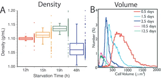 Figure 3-13: FL5.12 cell density and volume upon cytokine-deprivation (A) Following cytokine deprivation, FL5.12 cells increase in density for the first ∼24 hours, followed by a rapid decrease in density