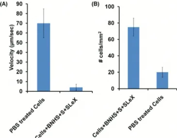 Figure  2.  (A)  Viability  of BNUS  modified  cells  after  0  hours.  (B)  Adherence  of  BNUS  modified  cells  measured  at  IOand  90  minutes  compared  to  the  PBS  treated  cells