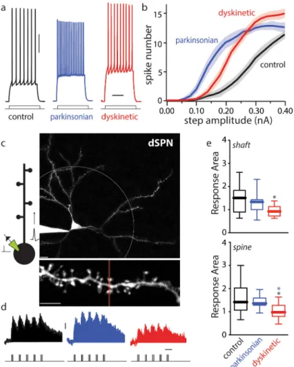 Figure 2. dSPN intrinsic excitability was increased in parkinsonian mice and partially restored  by high-dose L-DOPA with a decrease in dendritic excitability