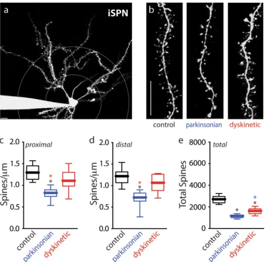Figure 5. iSPN axospinous synapses were reduced in parkinsonian mice and restored by high- high-dose L-DOPA