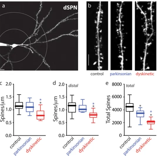 Figure 6. dSPN axospinous synapses were reduced in L-DOPA treated mice