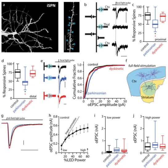 Figure 7. Cortical axospinous synapses in iSPNs were lost in parkinsonian mice and rewired with  high-dose L-DOPA