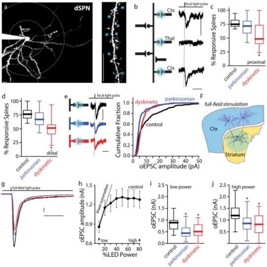Figure 8. Cortical axospinous synapses in dSPNs were lost in dyskinetic mice