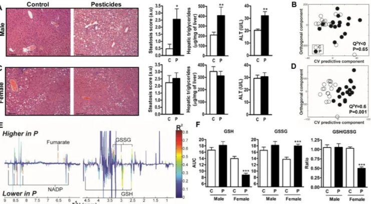 Figure 3. Evaluation of hepatic steatosis and oxidative stress in male and female mice fed either control chow (C) or pesticide chow (P) for 52 wk