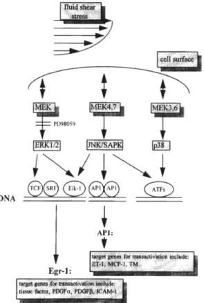 Figure  1-11: Possible  shear  induced MEK-ERK  1/2  pathway relevant  to regulation  of chosen  gene  panel