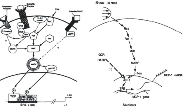 Figure  2-2 similarity of sRE  driven  c-Fos  induction by various stimuli and  shear  stress  induced c-Fos  pathway