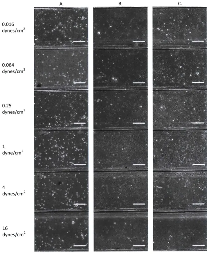 Figure  2-8  Cell seeding process across shear condition chambers (A),  resulting adherent cells after 24  hours (B) and the same immediately following perfusions (c)