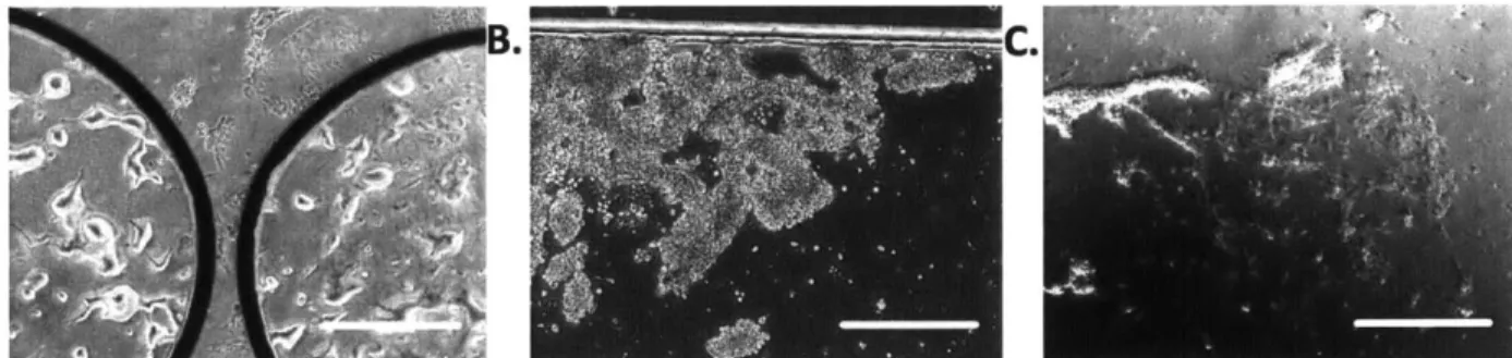 Figure 2-10 Operational  challenges with the  designed  device: chambers  with bubbles  (A),  cell debris (B),  and cell detachment issues  (C)