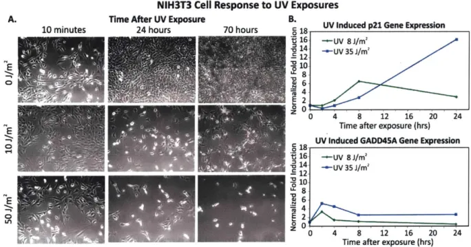 Figure  2-1  NIH3T3  cell  response  to  UV  treatments.  A.  Cells  observed  with  microscopy  following  UV
