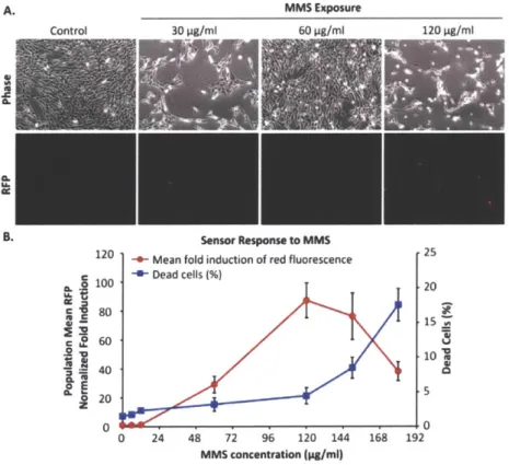 Figure  2-6  DNA  damage  sensor  response to  MMS  exposures.  A.  Cells  imaged  in  phase  and  RFP  channels 24h  after  MMS  treatments  (30-120  pg/ml,  4h)