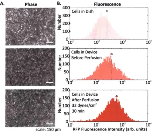 Figure  2-14 Microscopy and flow cytometry analysis of cells following FSS.  A.  Phase  microscopy images of cells  in a  dish (top), in a device without  perfusion (middle)  or cells in a  device with  perfusion  (bottom), B.
