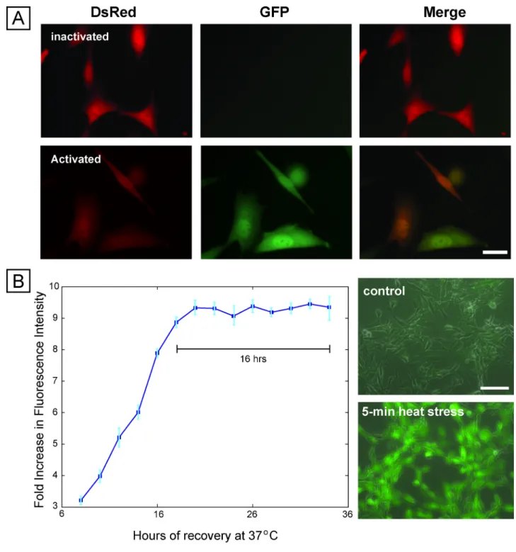 Fig. 1. Cell-based stress sensor