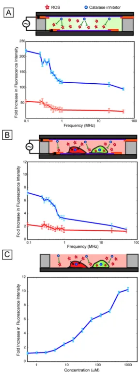 Fig. 5. Role of ROS