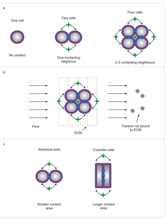 Figure 2.1 a. By making clusters of cells, one can modulate the amount of contact interaction experienced by a cell. A single cell  does not experience any contact interaction. In a cluster of two cells, each cell  has one neighbor; in a cluster of  4  cel
