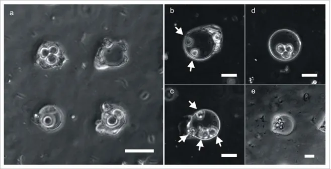 Figure 2.2 a. Clusters of small numbers of cells can be made by seeding cells onto a substrate containing wells with a diameter  of  30  µm. b,  c.  When  cells are  seeded  into 60 µm  (diameter)  wells, they sometimes do  not form clusters.  The  white a